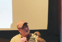 
			
				                                Master falconer Bob Astegher and his red-tailed hawk hunting companion Big Bertha during their presentation at the Dietrich.
 
			
		