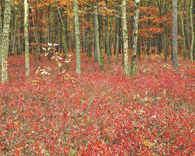 

<p>“Inkberry Autumn,” a work by Clarks Summit resident Robert Vielee, will be on display as part of “The Elegant Landscape” at the Camerawork Gallery, Scranton.</p>
<p>Submitted photo</p>
<p>“srcset =” https://s24528.pcdn.co/wp-content/uploads/2021/12/127880761_web1_Inkberry-Autumn-copy-ROBERTVIELEE-copy.jpg.optimal.jpg “sizes =” (- webkit-min-device -pixel-ratio: 2) 1280px, (min-resolution: 192dpi) 1280px, 640px “class =” entry-thumb td-animation-stack-type0-3 “style =” float: left;  width: 200px;  margin: 3px; “/></a><br />
					<small class=